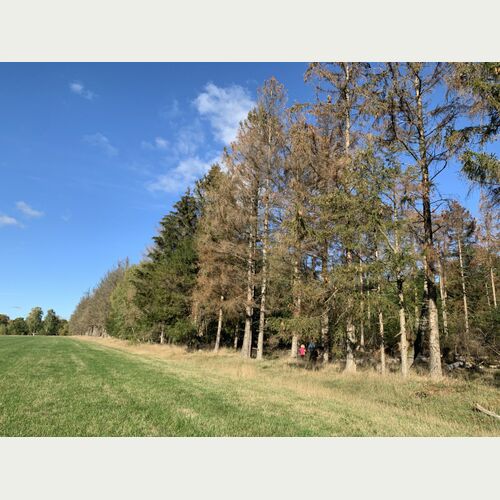 Aus dem Fichtenforst soll bald ein naturnaher Laubwald werden